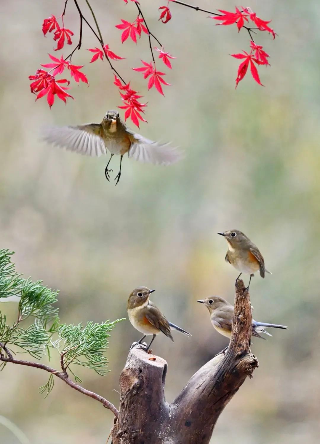 花开花落